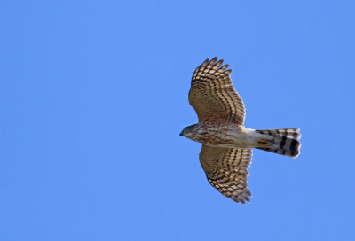 Sharp-shinned Hawk