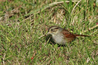 Swamp Sparrow