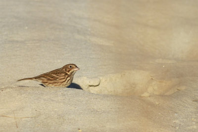Vesper Sparrow