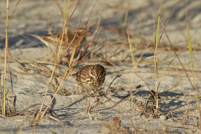 Vesper Sparrow
