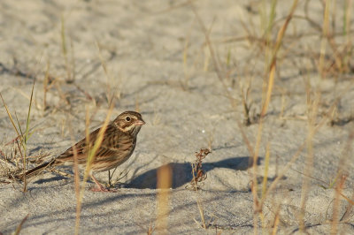 Vesper Sparrow