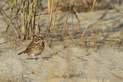 Vesper Sparrow