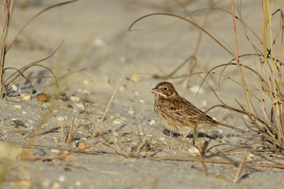 Vesper Sparrow
