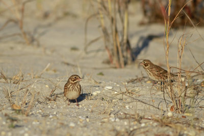 Vesper Sparrows