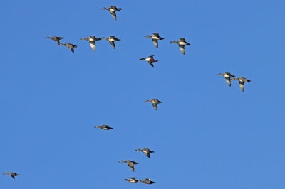 Ducks