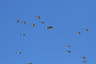 Ducks
