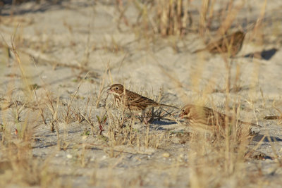 Vesper Sparrows