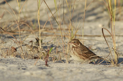 Vesper Sparrow