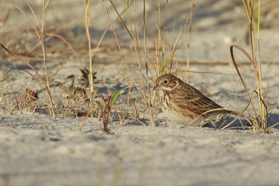 Vesper Sparrow