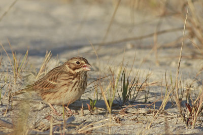 Vesper Sparrow