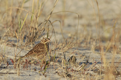 Vesper Sparrow