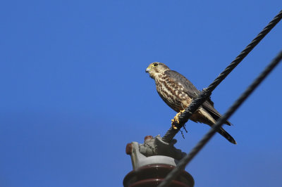 Merlin