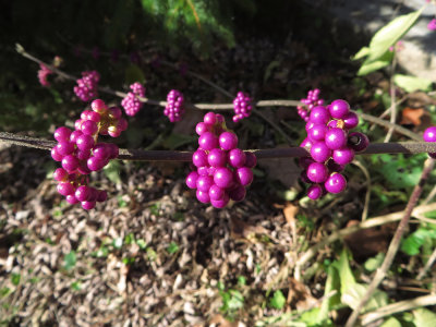 Callicarpa americana- Beautyberry