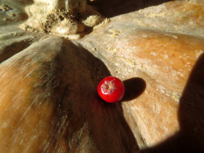 Ilex verticillata berry