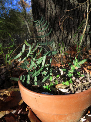 Pellaea atropurpurea- Purple Cliffbrake