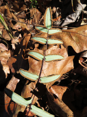 Pellaea atropurpurea- Purple Cliffbrake