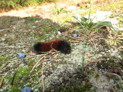 Wooly Bear caterpillar (Isabella Tiger Moth)