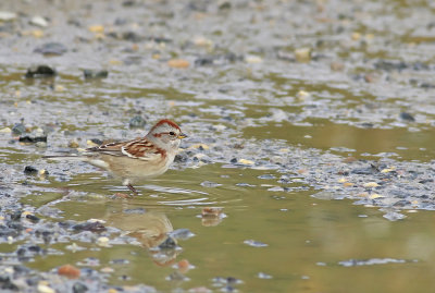 American Tree Sparrow