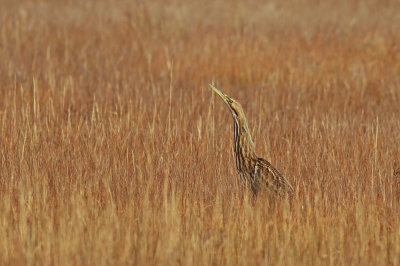 American Bittern