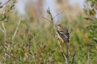 Baltimore Oriole