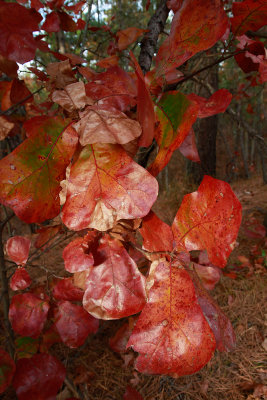 Quercus marilandica- Blackjack Oak