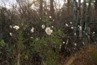 Eriophorum virginicum- Cottongrass