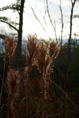 Andropogon glomeratus- Bushy Bluestem