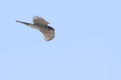 Cooper's Hawk- juvenile