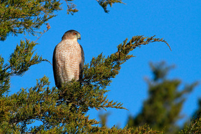 Cooper's Hawk (adult)