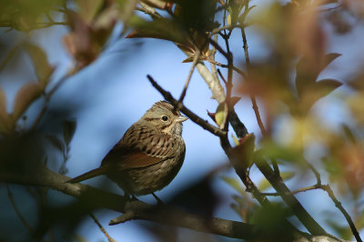 Lincoln's Sparrow