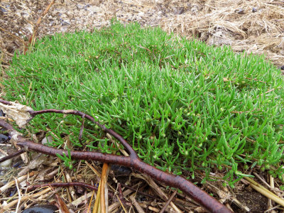 Spergularia salina- Salt Sandspurry 