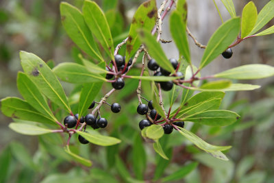 Ilex glabra- Inkberry Holly