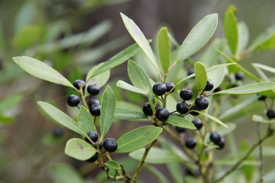 Ilex glabra- Inkberry Holly