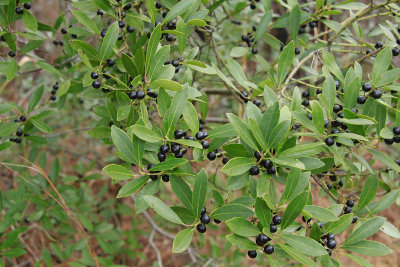 Ilex glabra- Inkberry Holly