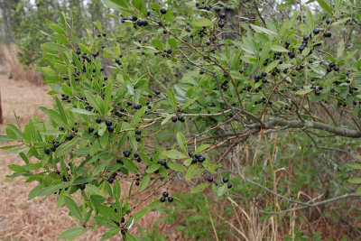 Ilex glabra- Inkberry Holly