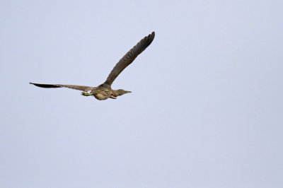 American Bittern