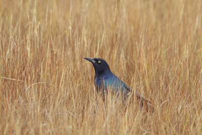 Boat-tailed Grackle