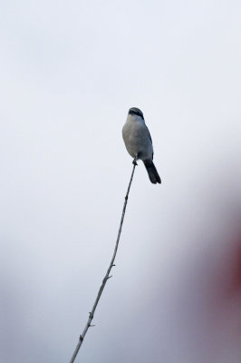 Northern Shrike (AWFUL picture warning)