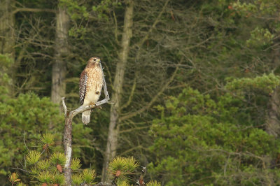 Red-shouldered Hawk