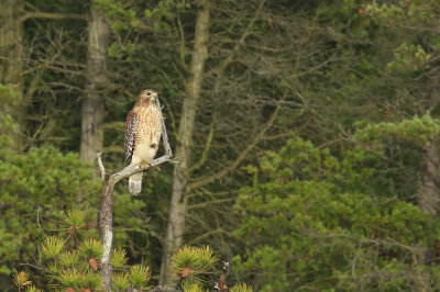 Red-shouldered Hawk