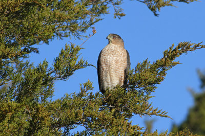 Cooper's Hawk- (adult)