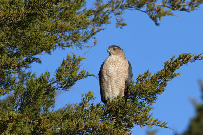Cooper's Hawk- (adult)