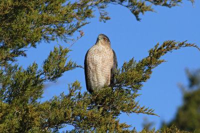Cooper's Hawk- (adult)