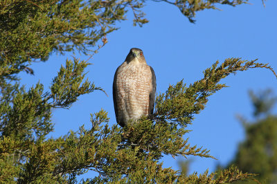 Cooper's Hawk- (adult)