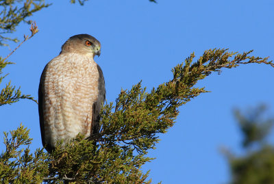 Cooper's Hawk