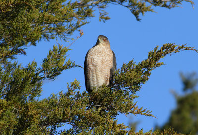 Cooper's Hawk- (adult)