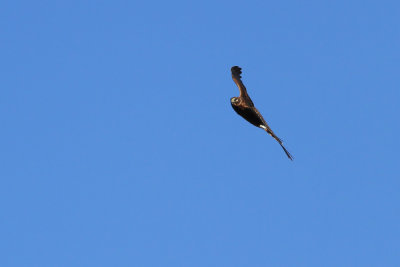 Northern Harrier