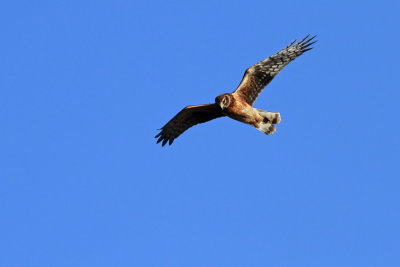 Northern Harrier