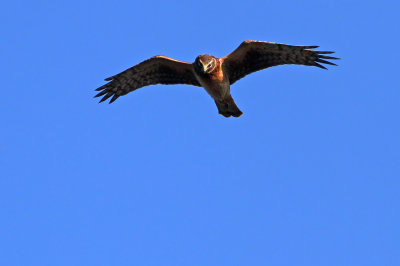 Northern Harrier