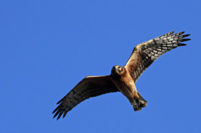 Northern Harrier